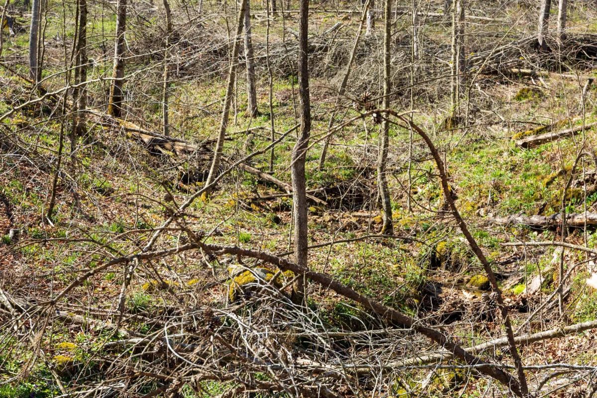 Decorative background for Creek Hollow Phase I Tract 44 image 7