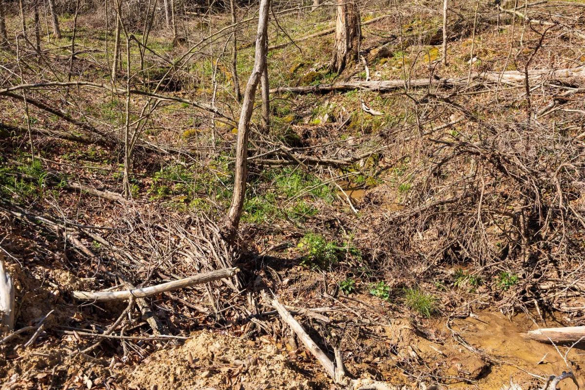Decorative background for Creek Hollow Phase I Tract 44 image 9