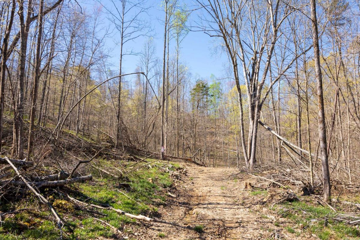 Decorative background for Creek Hollow Phase I Tract 44 image 10