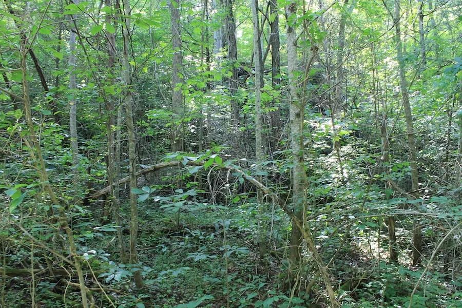 Cumberland Ridge Ranch Tract 10 - Image 2