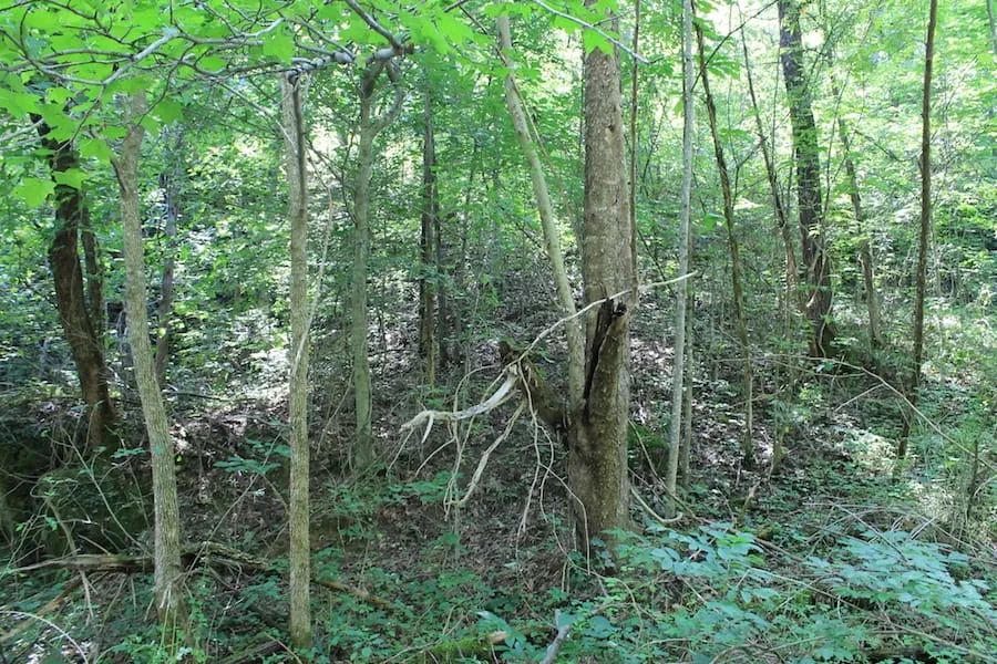 Cumberland Ridge Ranch Tract 10 - Image 3