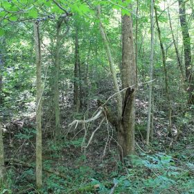 Cumberland Ridge Ranch Tract 10 in Cumberland County, KY