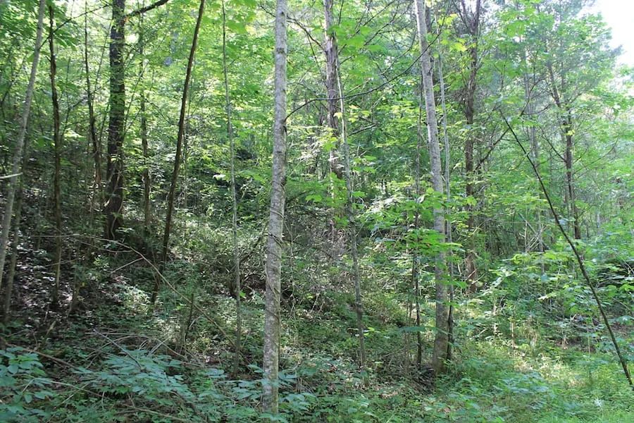 Cumberland Ridge Ranch Tract 10 in Cumberland County, KY