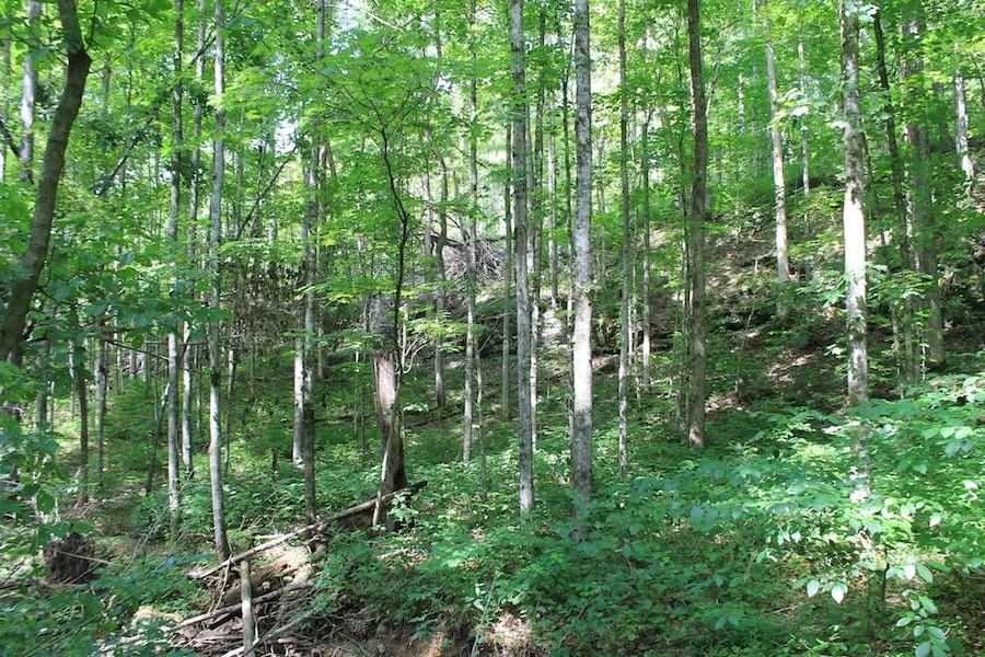 Decorative background for Cumberland Ridge Ranch Tract 10 image 5