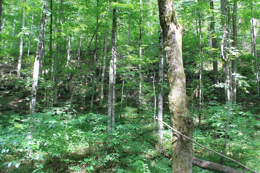 Decorative background for Cumberland Ridge Ranch Tract 10 image 6