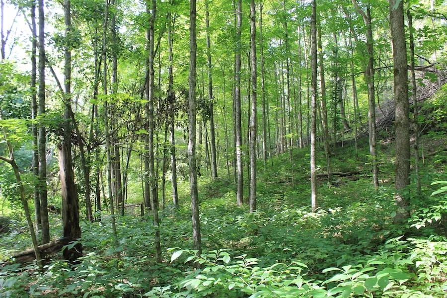 Decorative background for Cumberland Ridge Ranch Tract 10 image 9
