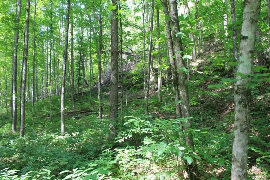 Decorative background for Cumberland Ridge Ranch Tract 10 image 10