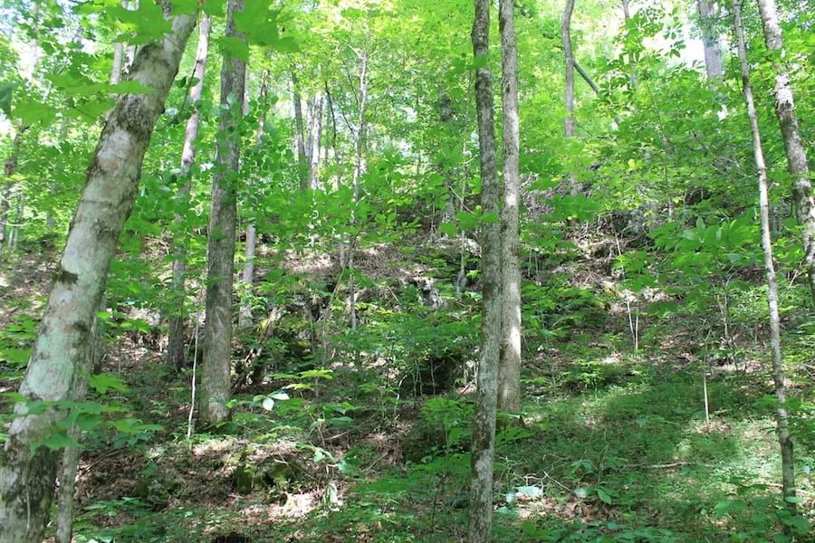 Decorative background for Cumberland Ridge Ranch Tract 10 image 11