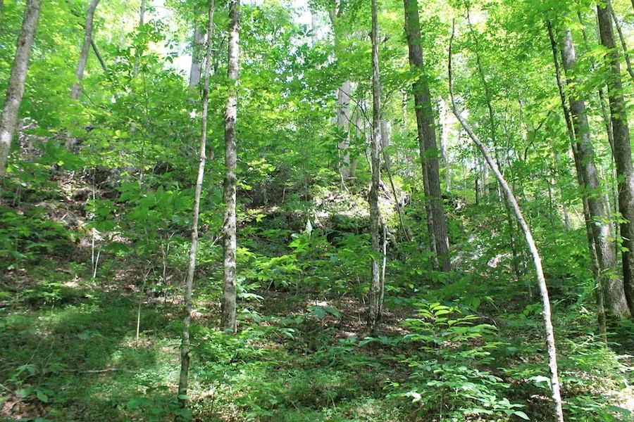 Decorative background for Cumberland Ridge Ranch Tract 10 image 12