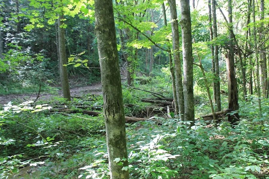 Decorative background for Cumberland Ridge Ranch Tract 10 image 14
