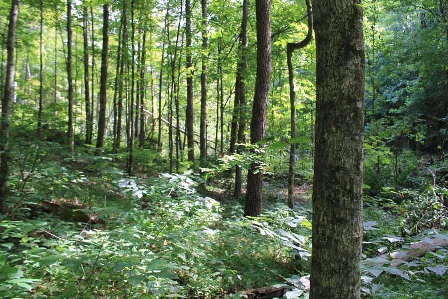 Decorative background for Cumberland Ridge Ranch Tract 10 image 15