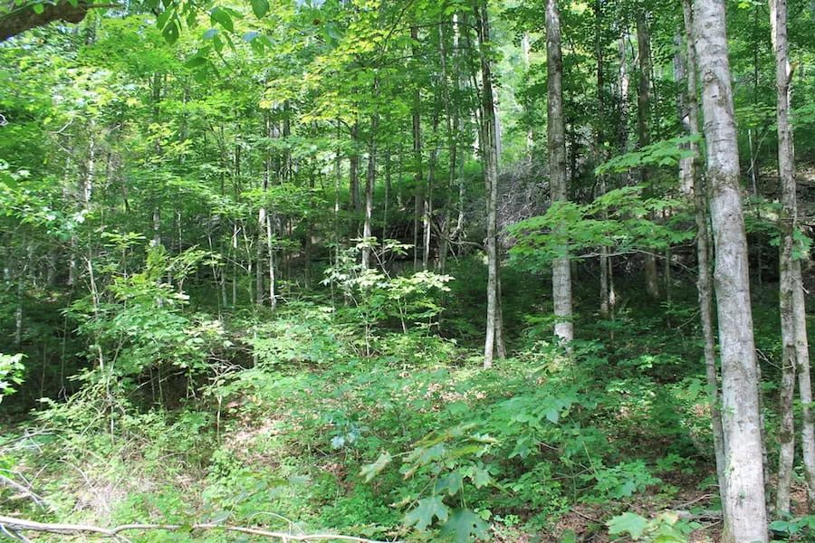 Decorative background for Cumberland Ridge Ranch Tract 10 image 21