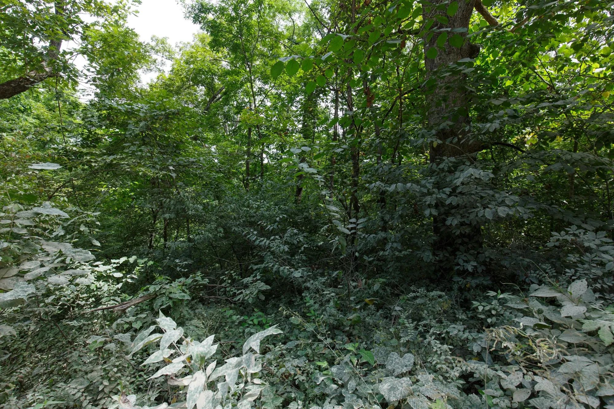 Spring Lake Plat 4 Tract 67 in Miller County, MO