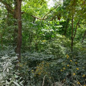 Spring Lake Plat 4 Tract 67 in Miller County, MO
