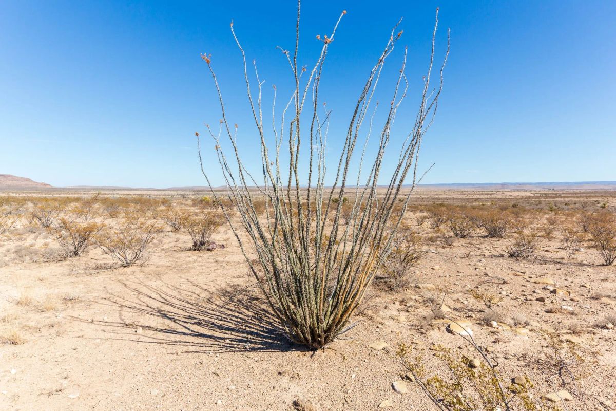 Decorative background for Sunrise Ranches Phase IV Tract 154 image 8