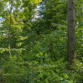Creek Hollow Phase II Tract 79 in Rockcastle County, KY