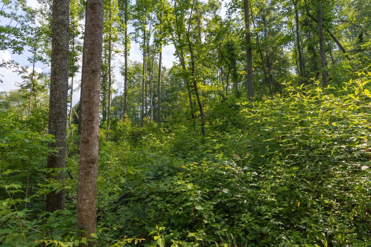 Decorative background for Creek Hollow Phase II Tract 79 image 6