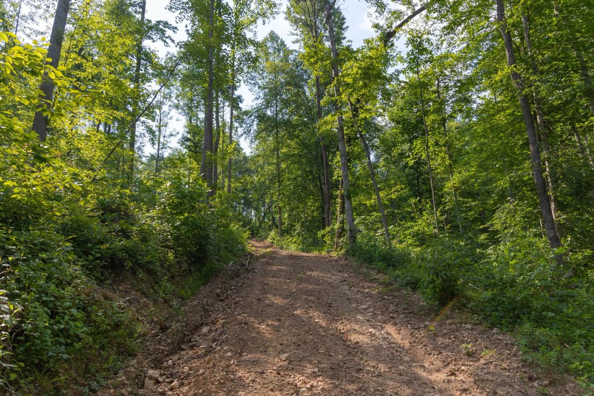 Decorative background for Creek Hollow Phase II Tract 79 image 7