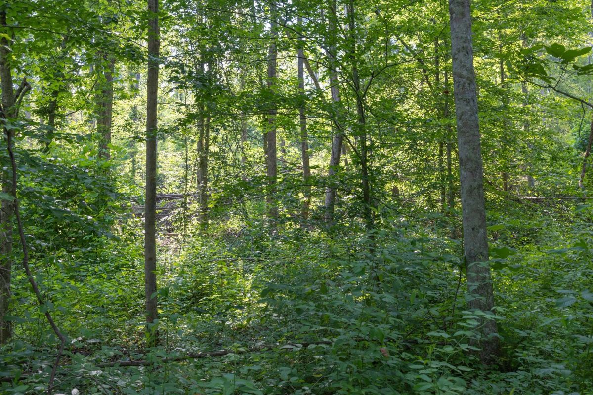 Decorative background for Creek Hollow Phase II Tract 79 image 8