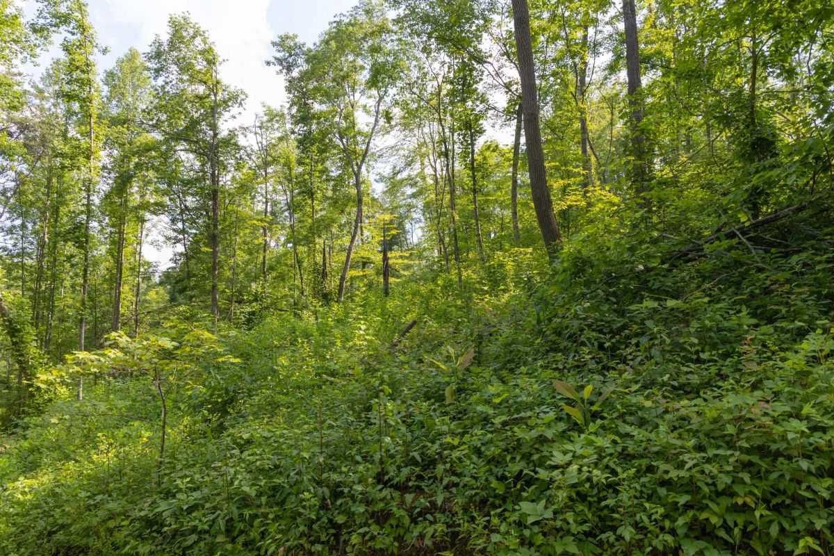 Decorative background for Creek Hollow Phase II Tract 79 image 9