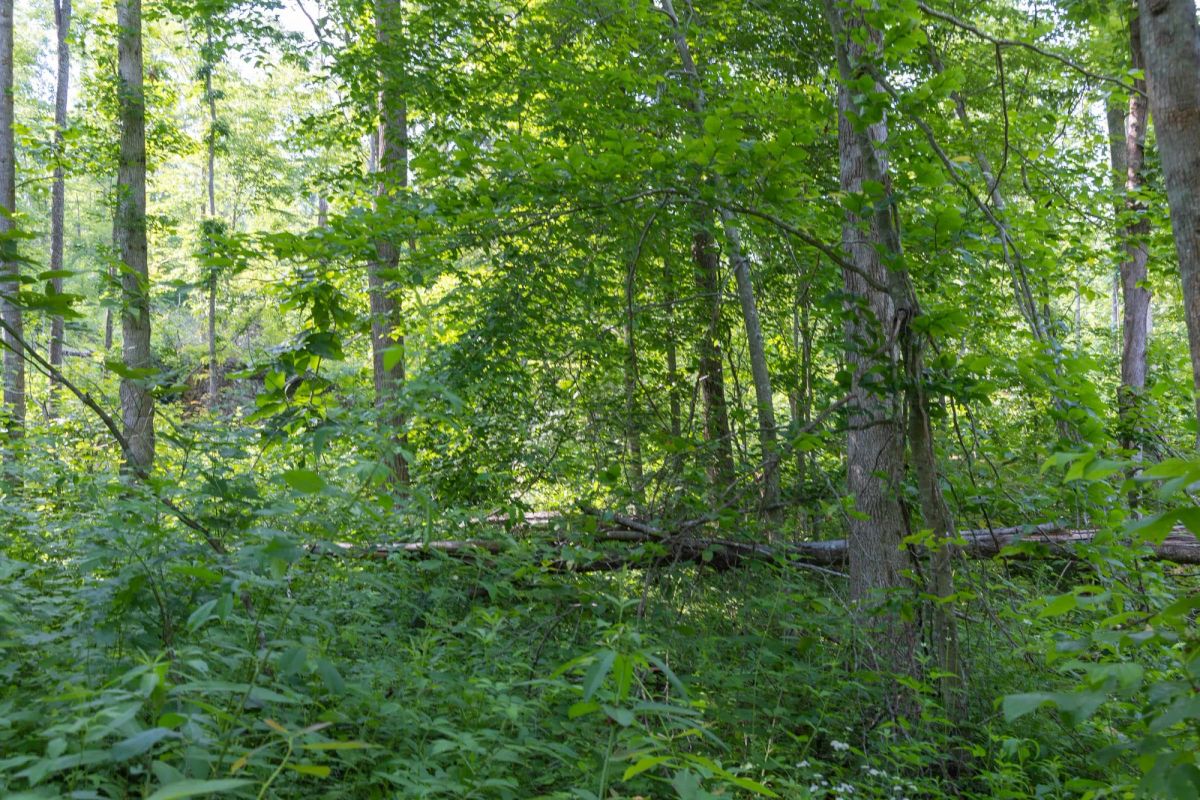 Decorative background for Creek Hollow Phase II Tract 79 image 10