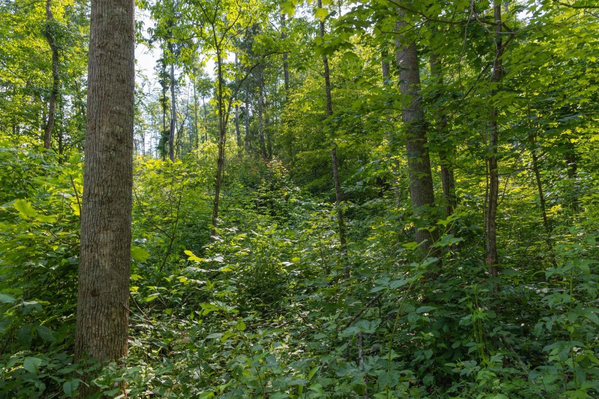 Decorative background for Creek Hollow Phase II Tract 79 image 12