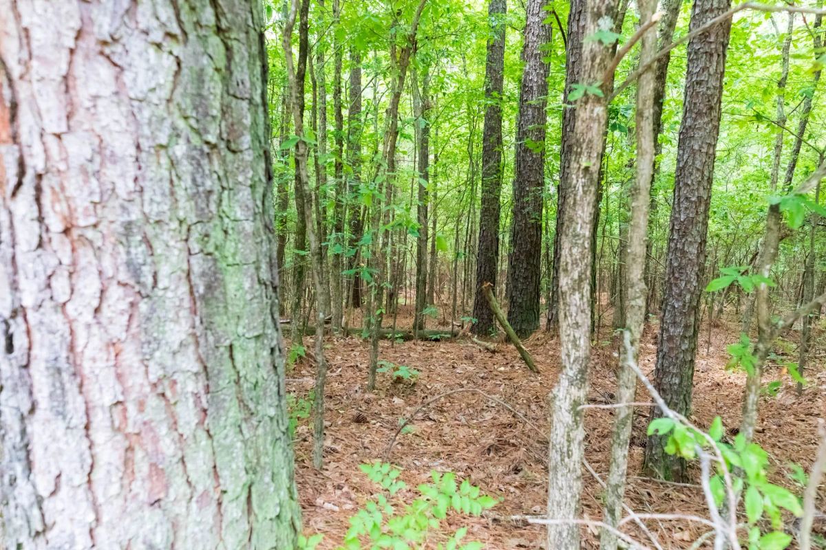Whiskey Ridge Tract 4 - Image 2