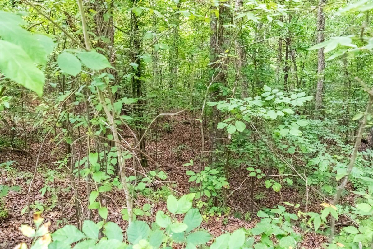 Whiskey Ridge Tract 4 - Image 3