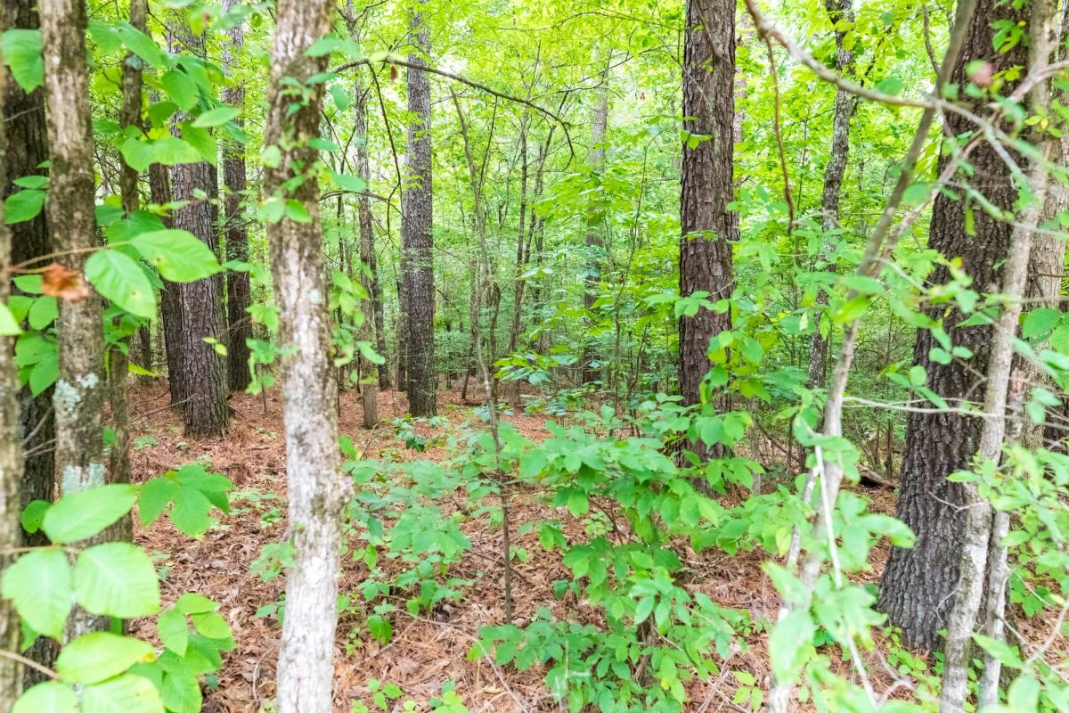 Whiskey Ridge Tract 4 - Image 4