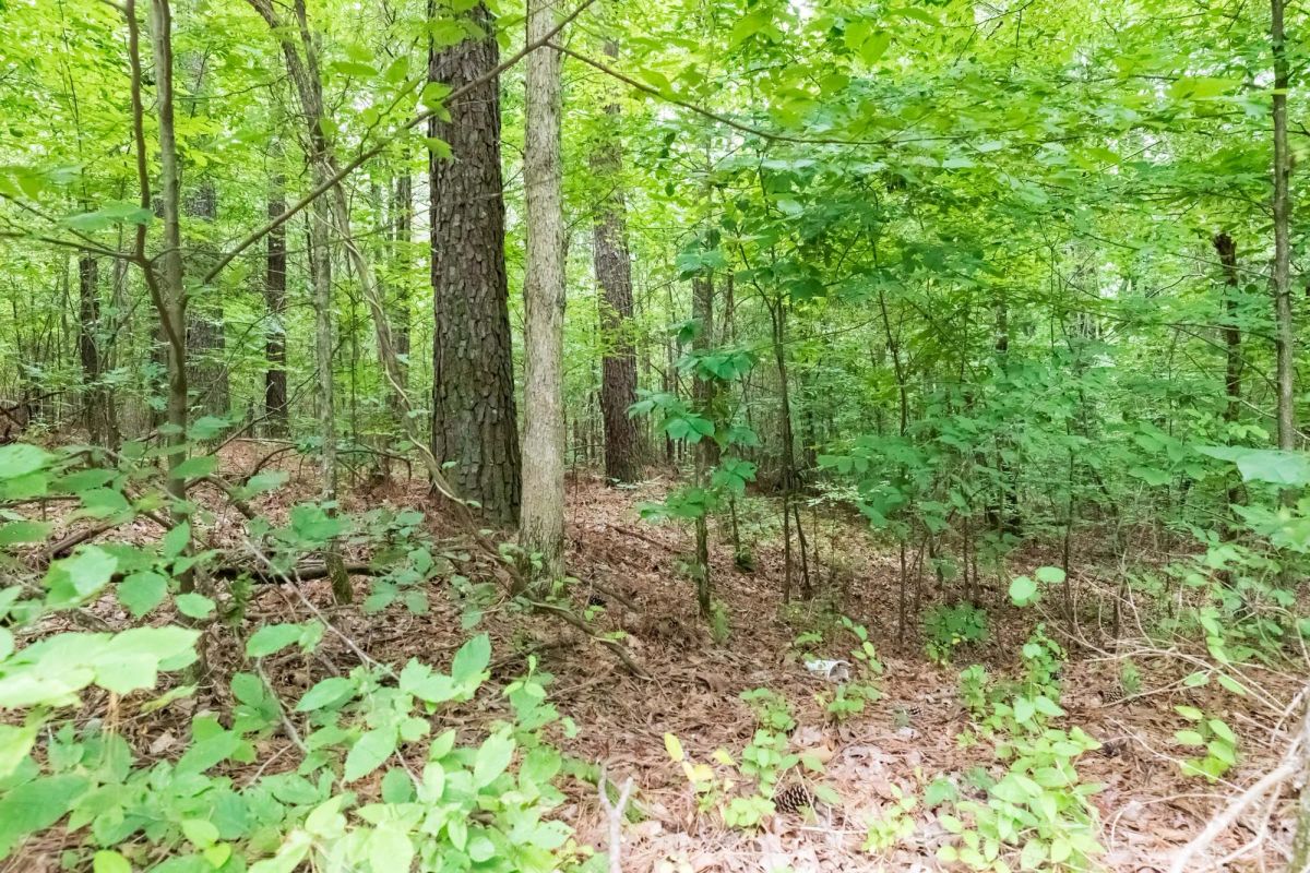 Decorative background for Whiskey Ridge Tract 4 image 5