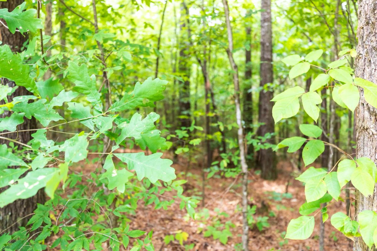Decorative background for Whiskey Ridge Tract 4 image 7