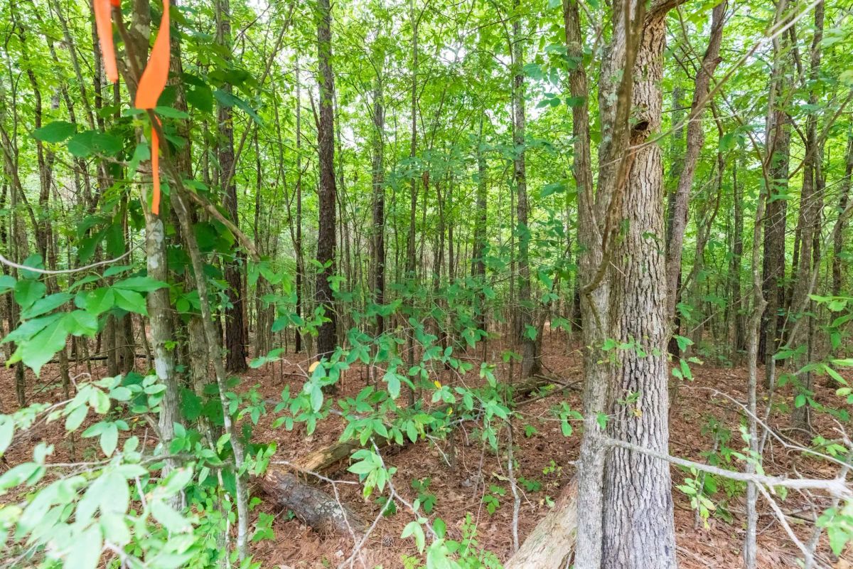 Decorative background for Whiskey Ridge Tract 4 image 8
