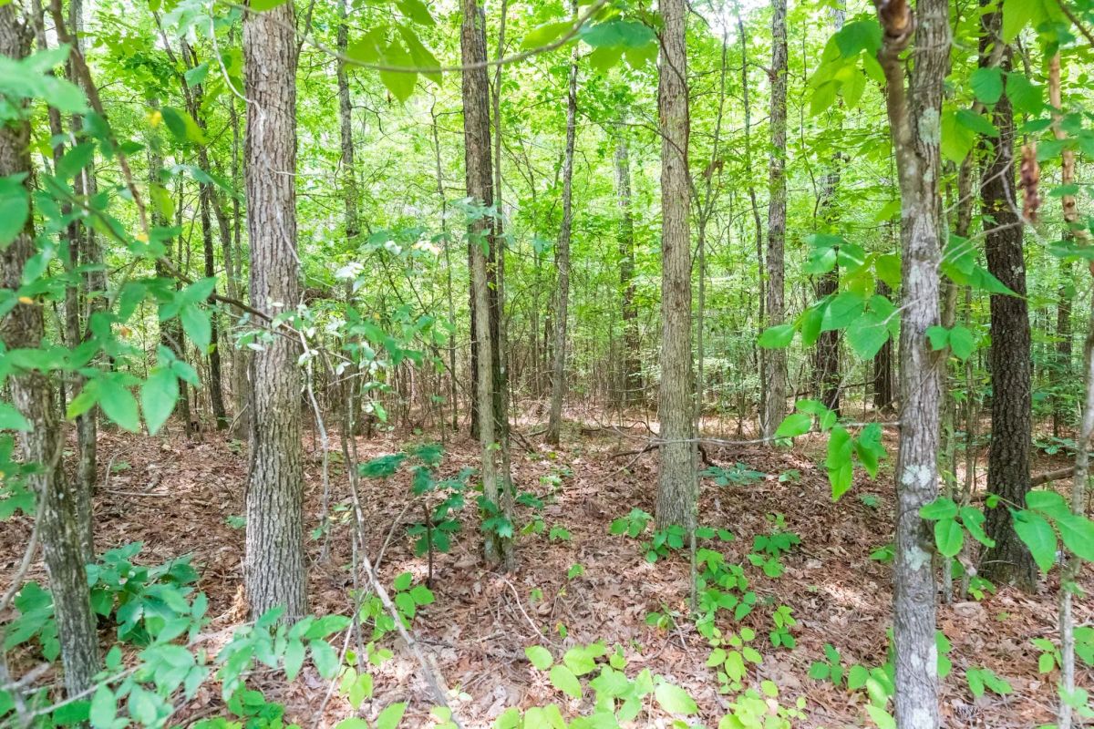 Decorative background for Whiskey Ridge Tract 4 image 9
