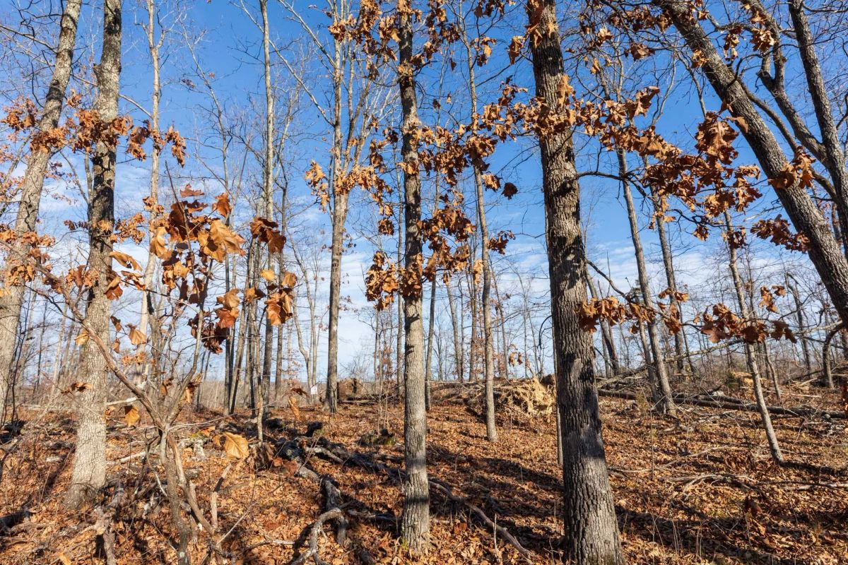 Cypress Ridge Tract 40 - Image 2