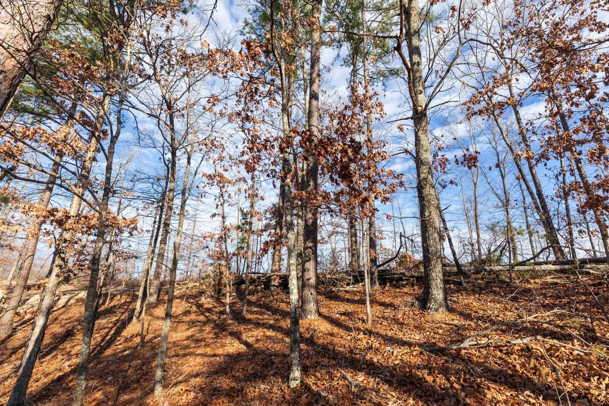 Cypress Ridge Tract 40 in Reynolds County, MO