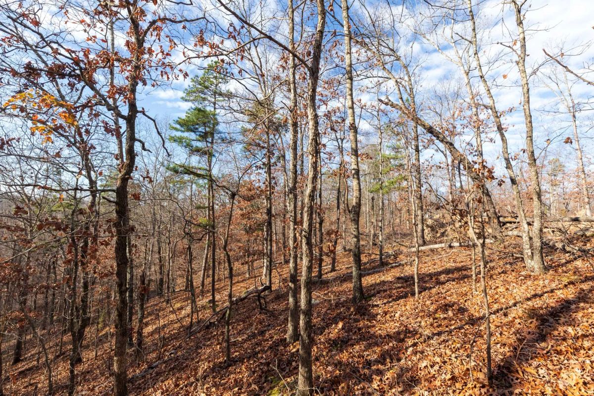 Decorative background for Cypress Ridge Tract 40 image 5