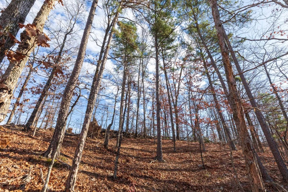 Decorative background for Cypress Ridge Tract 40 image 6