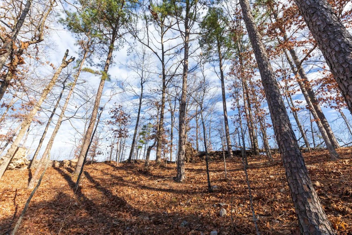 Decorative background for Cypress Ridge Tract 40 image 8