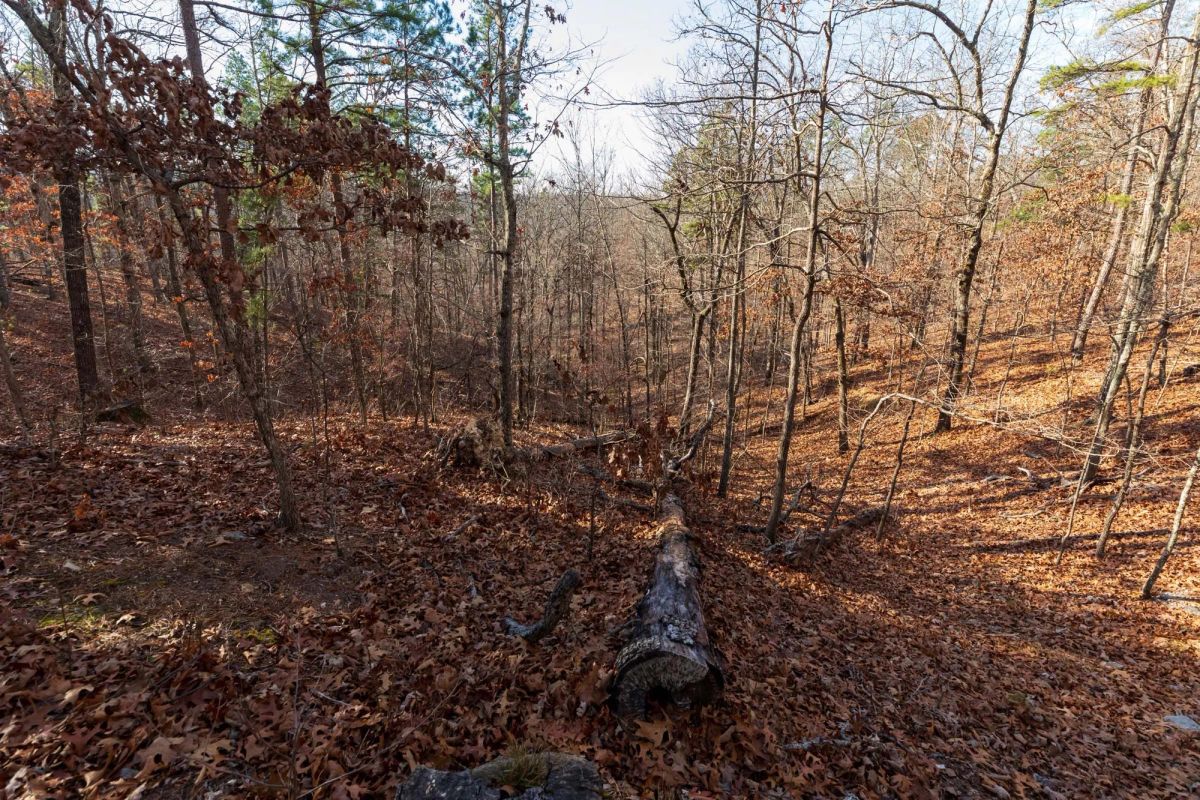 Decorative background for Cypress Ridge Tract 40 image 9