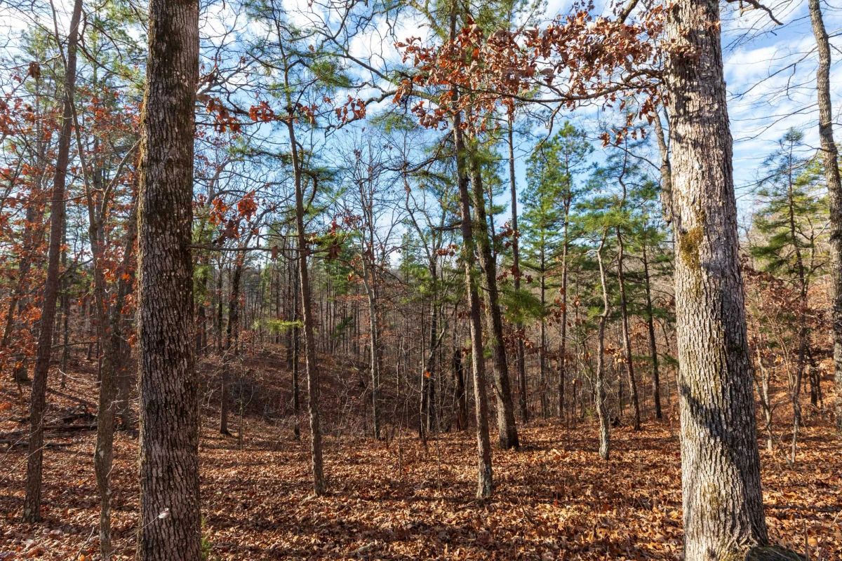 Decorative background for Cypress Ridge Tract 40 image 10