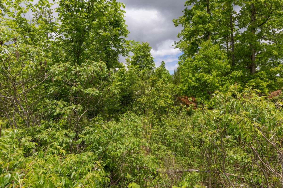 Sleepy Hollow Phase II Tract 77 - Image 4