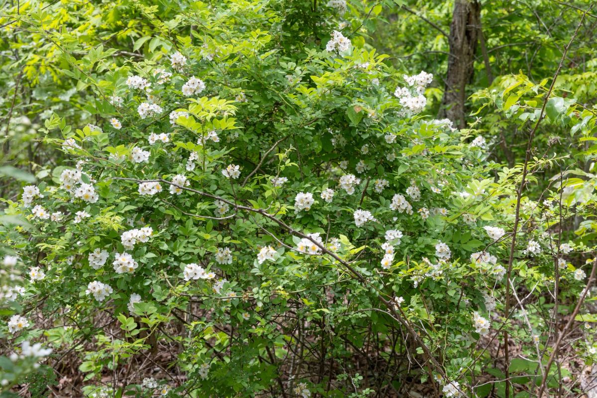 Decorative background for Sleepy Hollow Phase II Tract 77 image 5