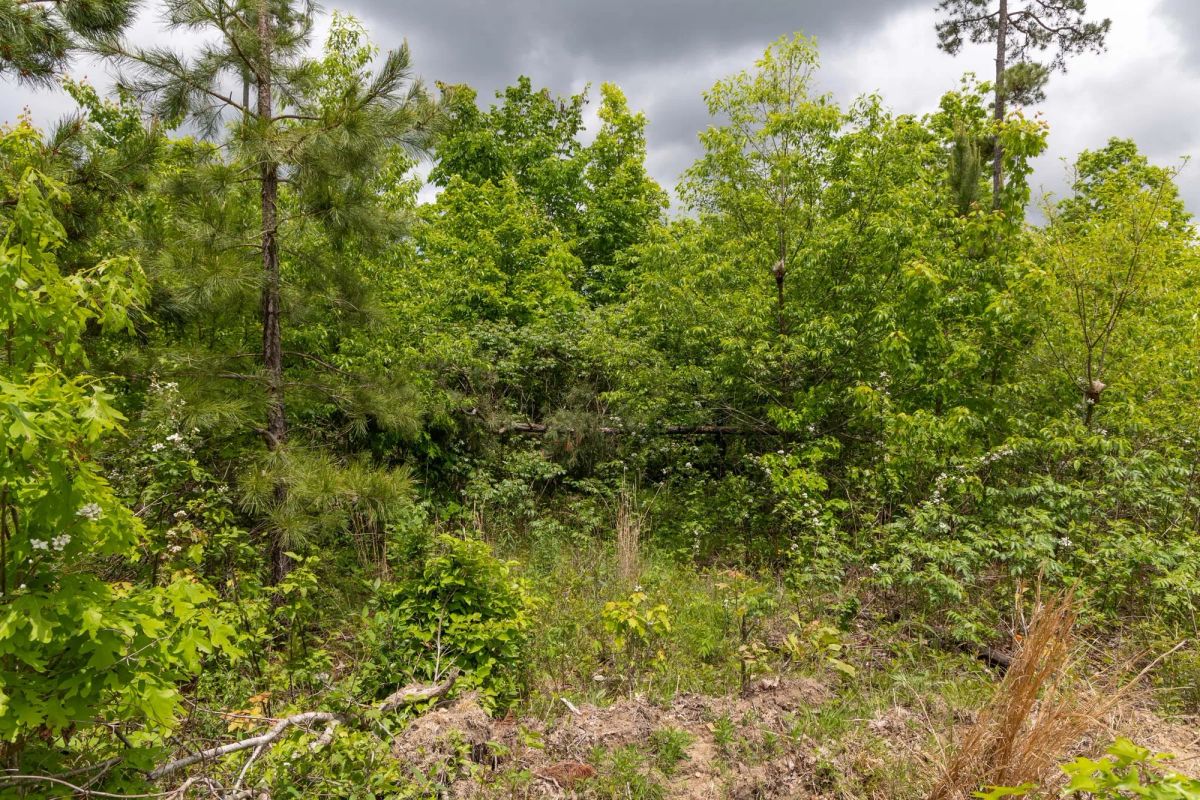 Decorative background for Sleepy Hollow Phase II Tract 77 image 8