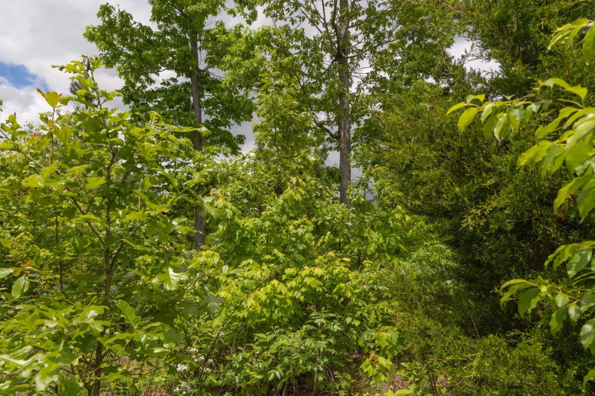 Decorative background for Sleepy Hollow Phase II Tract 77 image 9