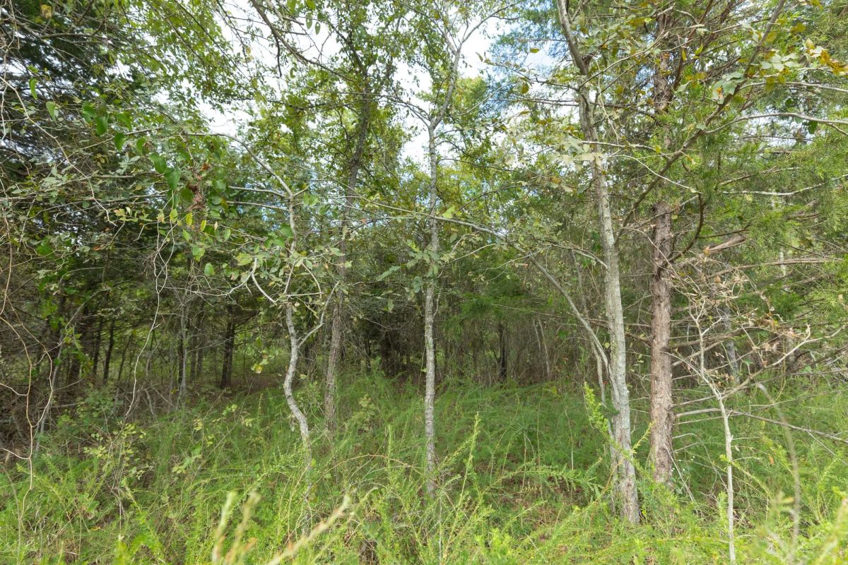 Decorative background for Reserves At Cattail Cove Phase II Tract 80 image 5