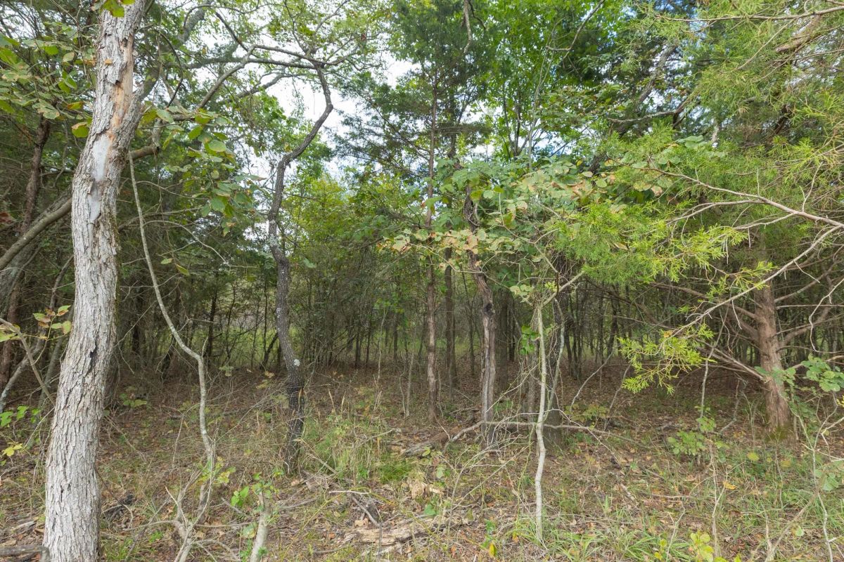 Decorative background for Reserves At Cattail Cove Phase II Tract 80 image 6