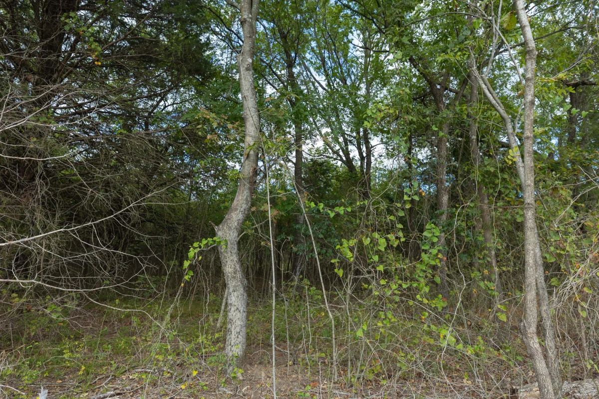 Decorative background for Reserves At Cattail Cove Phase II Tract 80 image 7