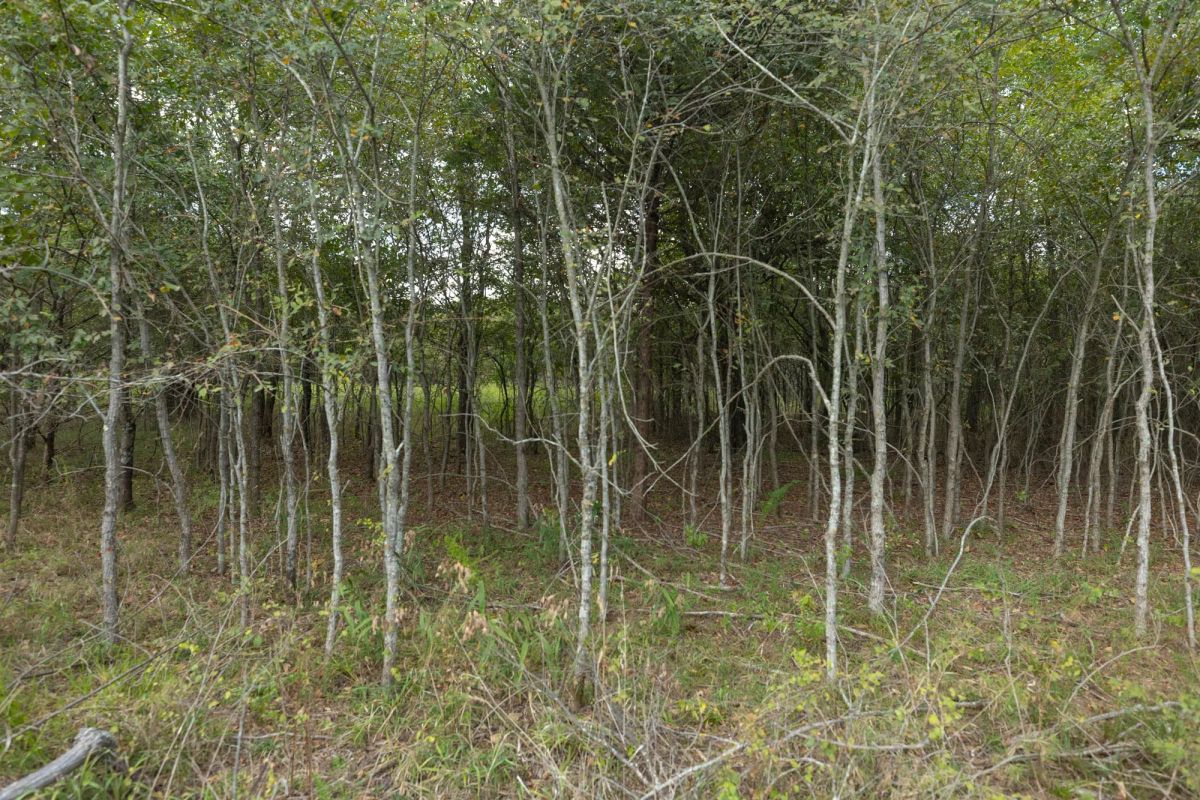 Decorative background for Reserves At Cattail Cove Phase II Tract 80 image 8