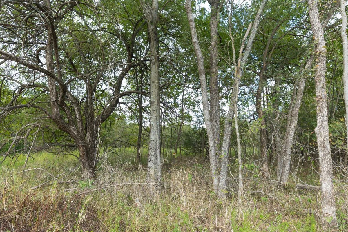 Decorative background for Reserves At Cattail Cove Phase II Tract 80 image 9