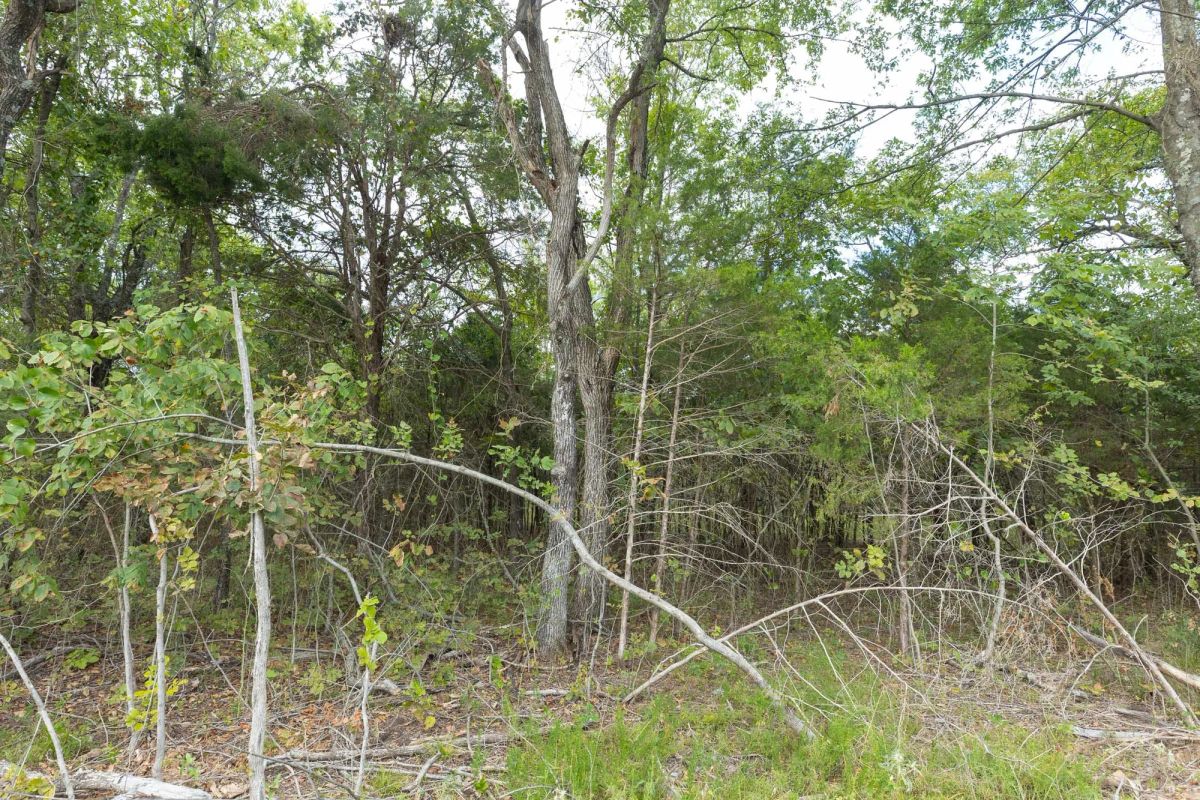 Decorative background for Reserves At Cattail Cove Phase II Tract 80 image 10